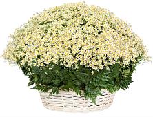 Цветочная композиция из Ромашки в корзине #REPLACE_PRED# Бояркино